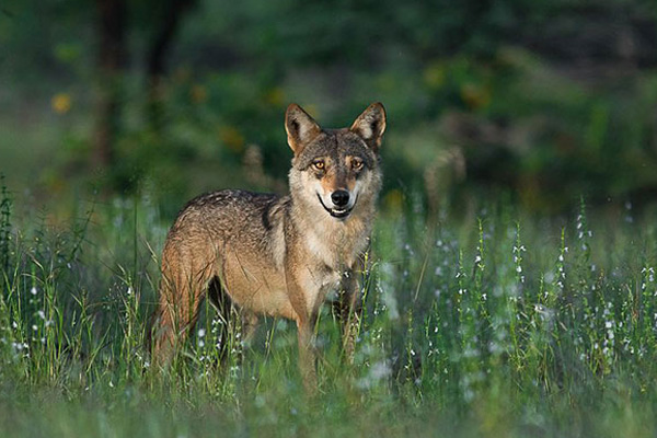Wolf