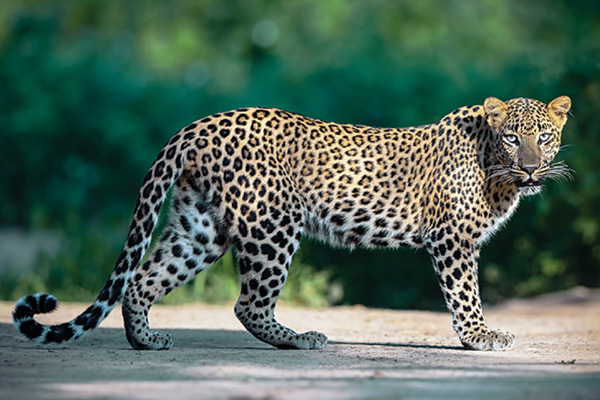 Leopard
