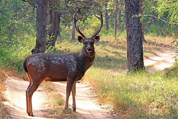 Deer