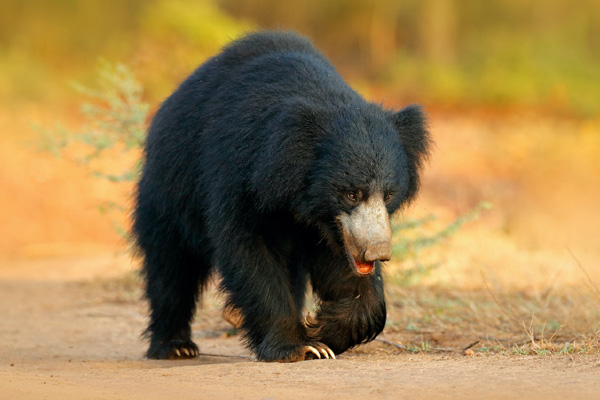 Bear