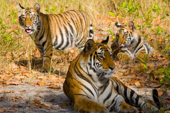 Tiger Safari