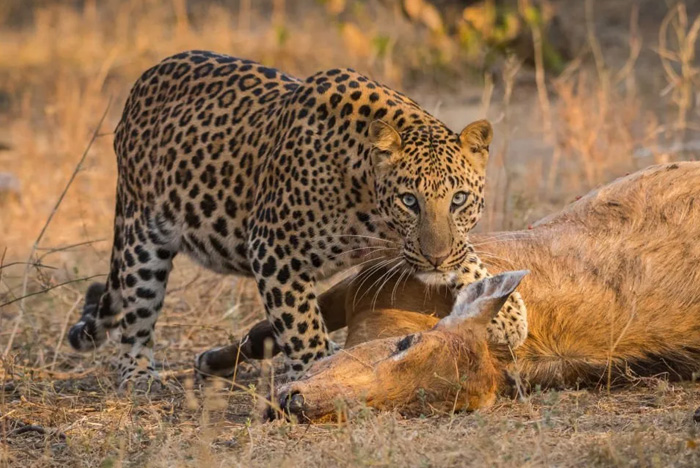 Leopard Safari